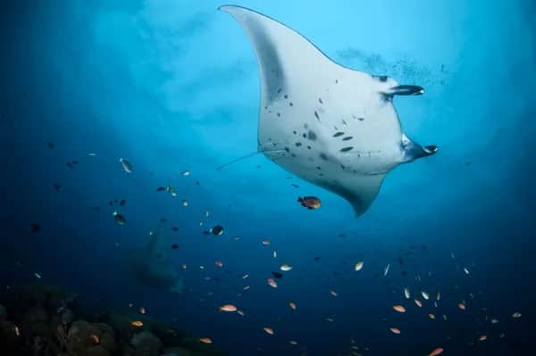Die besten Tauchspots der Malediven: Tauchen mit Mantas