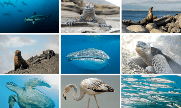 Image Component
