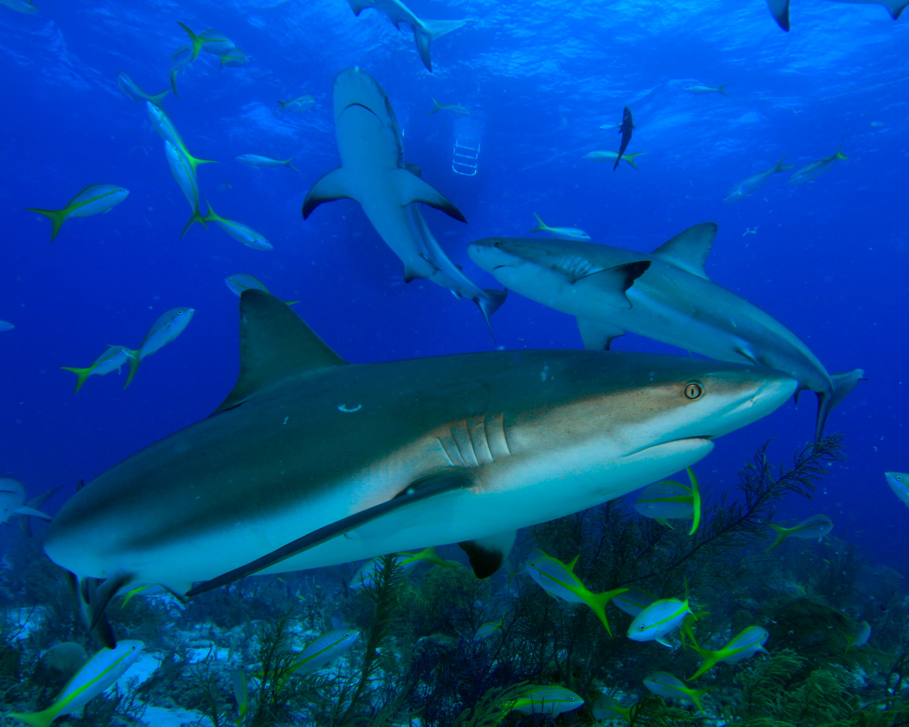 Tauchen Sie mit Haien in Indonesien!