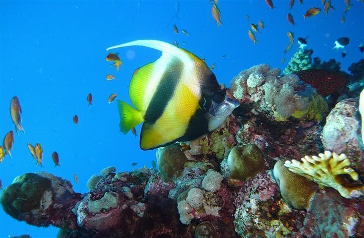 Unvergessliche Tauchsafari auf den Malediven: Erkunde die besten Tauchspots