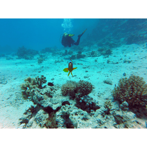 Bestes Malediven Liveaboard